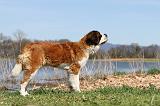 SAINT BERNARD 125